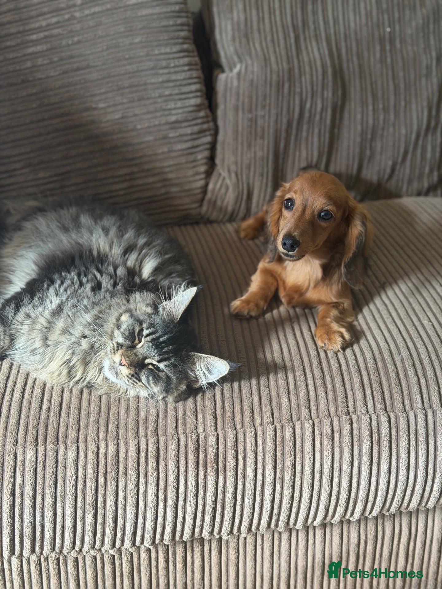 Miniature Dachshund dogs Fully vaccinated Kc reg last girl  - Advert 11
