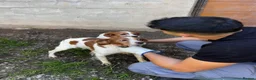 Brittany Spaniel dogs for adoption: Unique in Alfreton - Advert 3