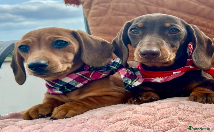 Miniature Dachshund dogs - Advert 2