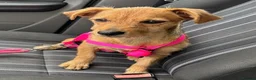 Mixed Breed dogs for sale: Sweet Lucy needs her family  - Advert 4