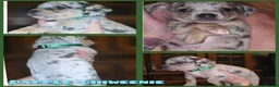 Dachshund dogs for sale: Cheeky Mini daschunds babies - Advert 17