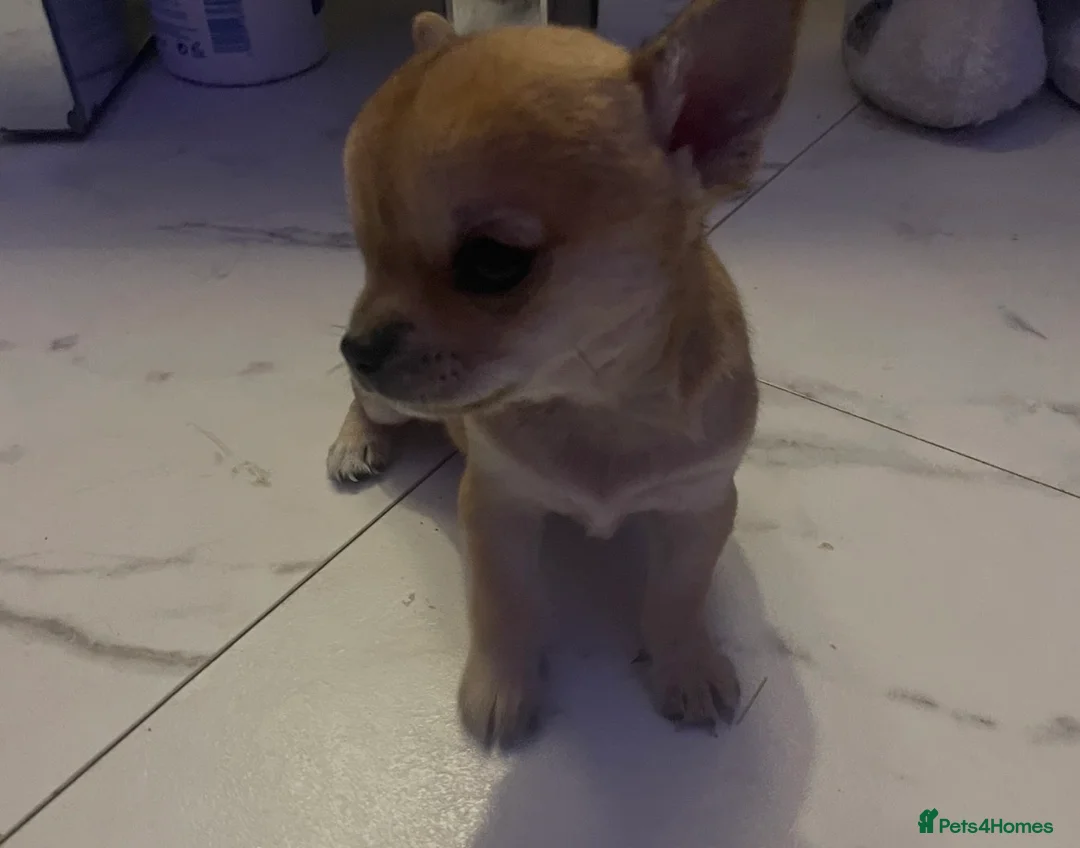 Chihuahua dogs for sale: Chihuahua puppy  - Advert 8