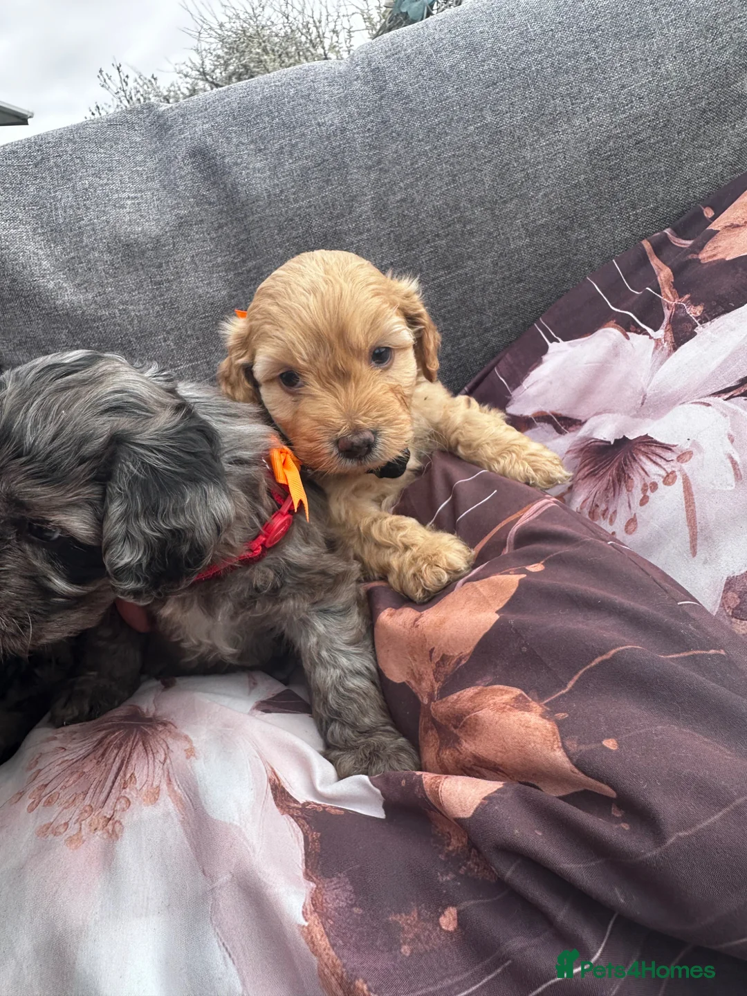 Mixed Breed dogs for sale: Stunning Sproodle puppies  in Preston - Advert 2