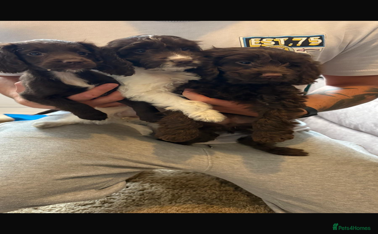 Cockapoo dogs - Advert 1