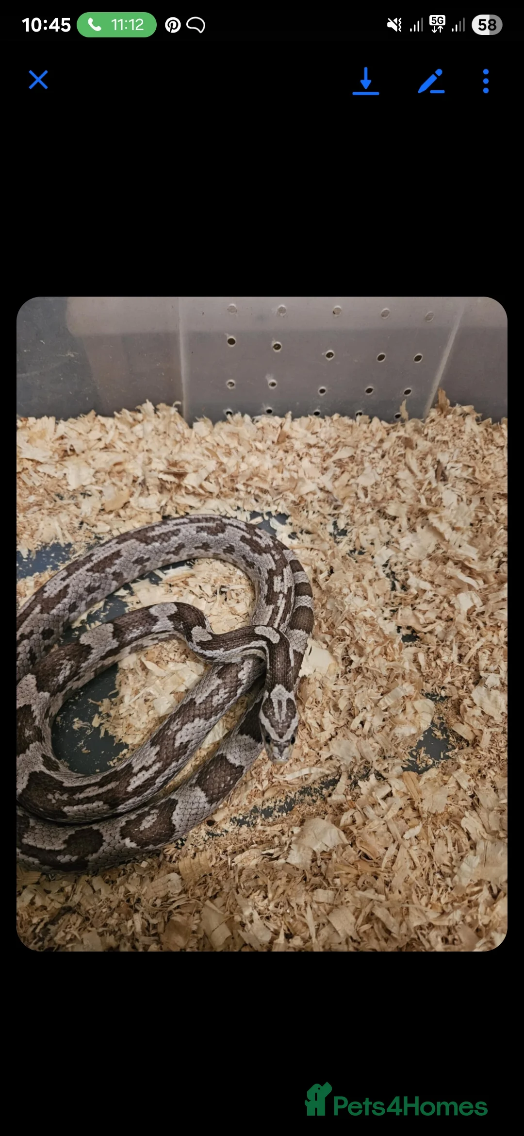 Corn Snake reptiles for sale: Corn snake with set up for sale - Advert 4