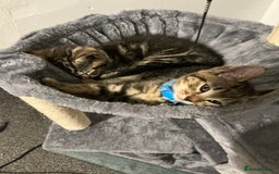 Mixed Breed cats for sale: 2 tabby males - Image 4
