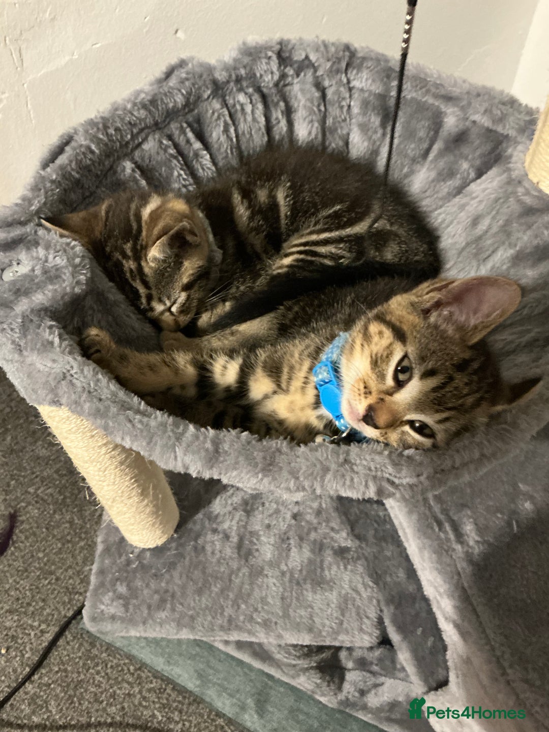 Mixed Breed cats for sale: 2 tabby males - Image 4