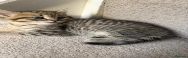 British Shorthair Kitten 💛