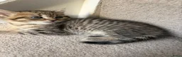British Shorthair cats for sale: Stunning fluffy kittens ready for you loving home - Advert 22
