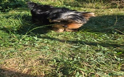 Yorkshire Terrier dogs for sale: Beautiful Yorkshire terrier  - Image 4