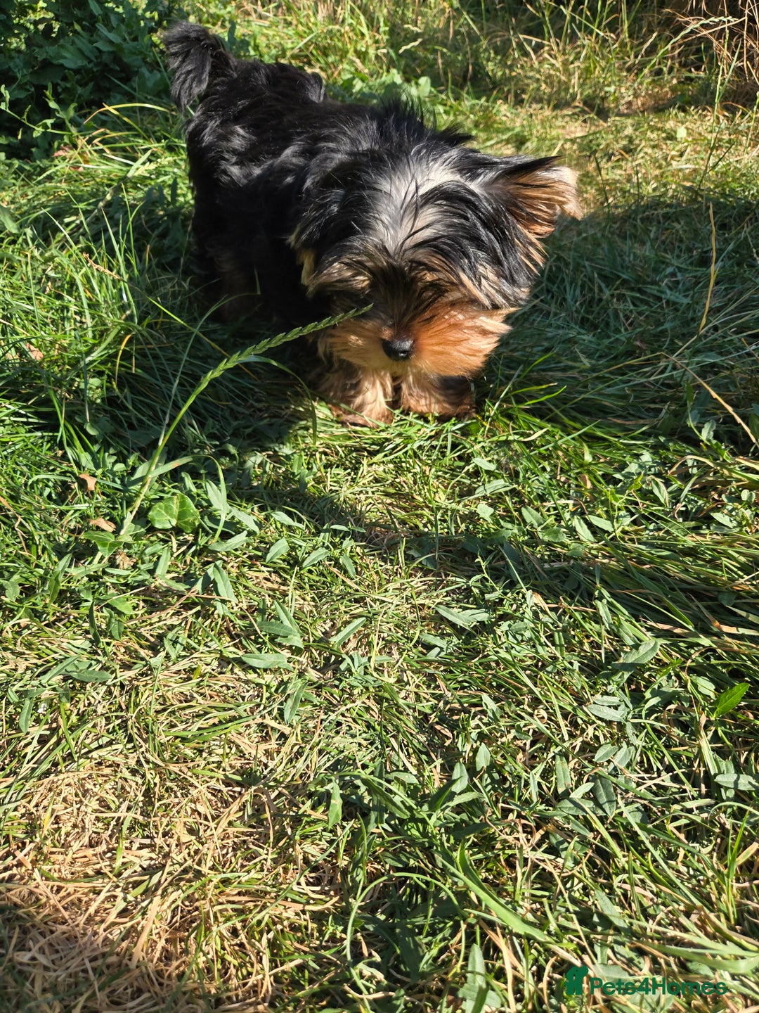 Yorkshire Terrier dogs for sale: Beautiful Yorkshire terrier  - Image 4