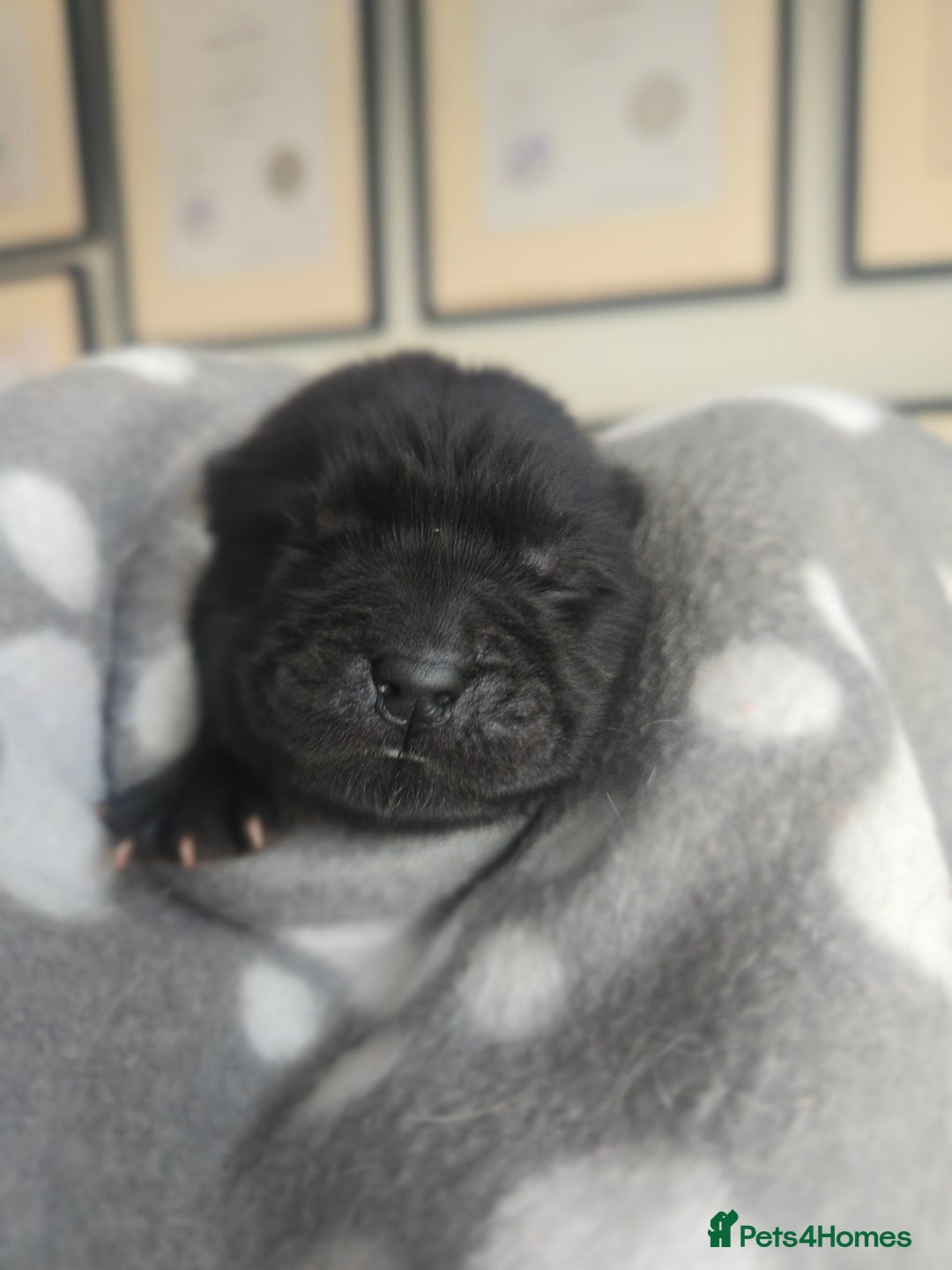 Chow Chow dogs for sale: Ready leave 23/12/2025 chocolate carrier CHOW CHOW - Advert 8