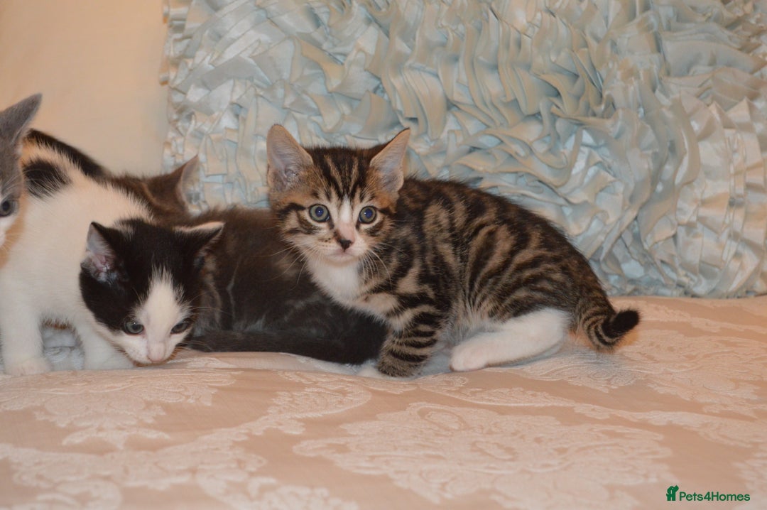 Mixed Breed cats for sale: 6 Adorable Playful Kittens for Sale - Image 14