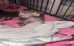 Mixed Breed cats for sale: 6 kittens looking for new homes  - Advert 9