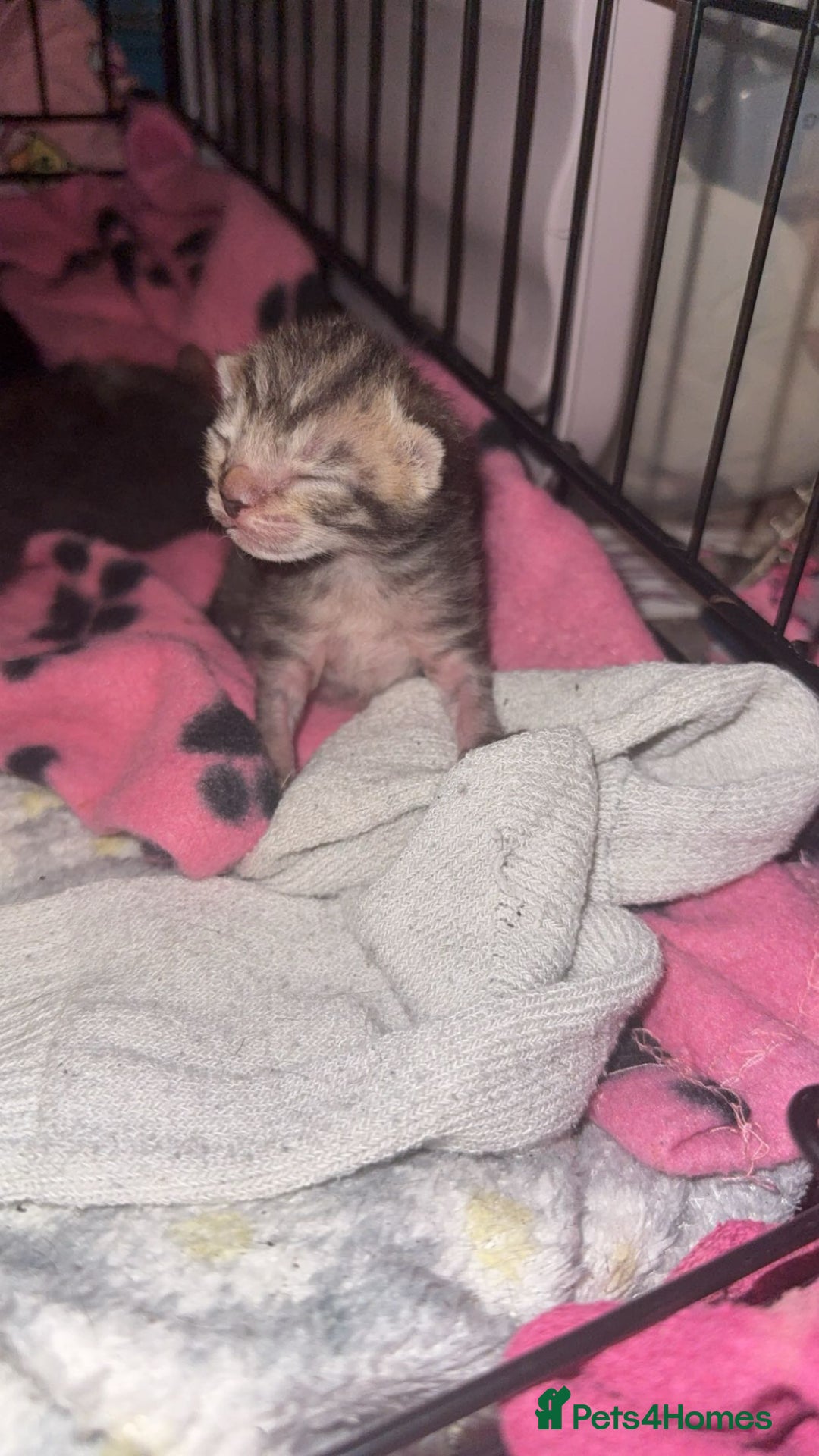 Mixed Breed cats for sale: 6 kittens looking for new homes  - Advert 9