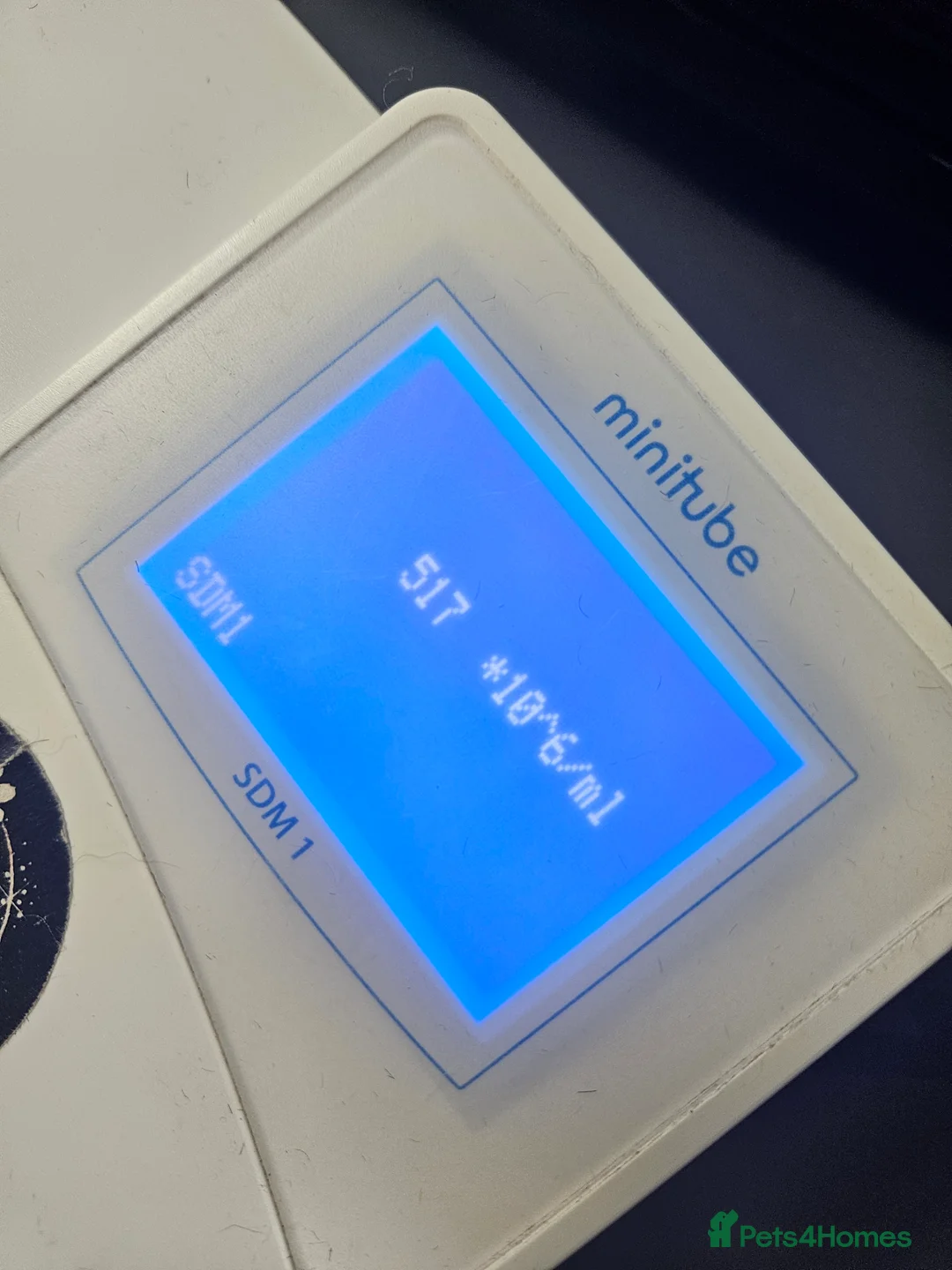 English Bulldog dogs for stud: Prince of all Storms  in Birmingham - Advert 7