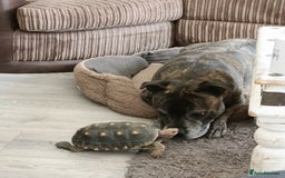 Tortoise reptiles for sale: Cherry head redfoot tortoise  - Image 6