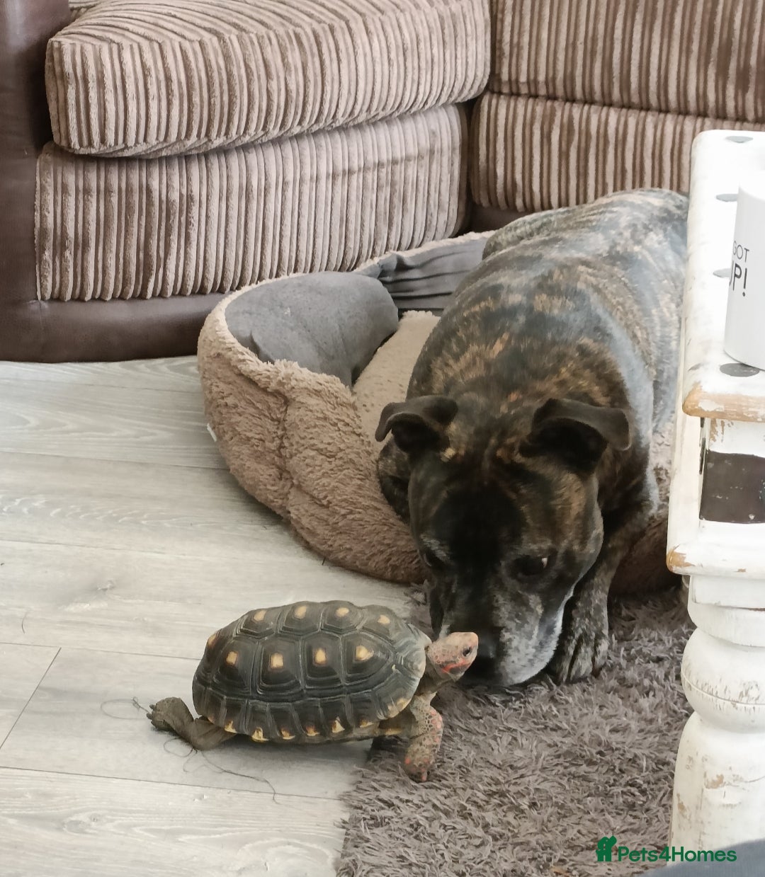 Tortoise reptiles for sale: Cherry head redfoot tortoise  - Image 6