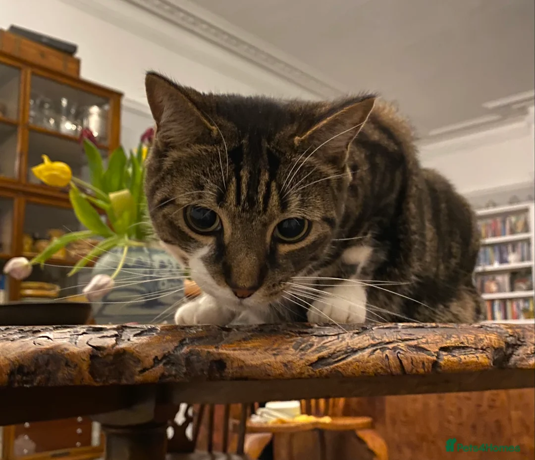 British Shorthair cats for sale: Nimbu: a cat with the heart of a dog in London - Advert 1