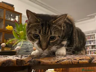 British Shorthair cats Nimbu: a cat with the heart of a dog in London - Advert 2