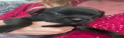 Staffordshire Bull Terrier dogs for sale: KC Beautiful litter of blue/red staffys  - Advert 21