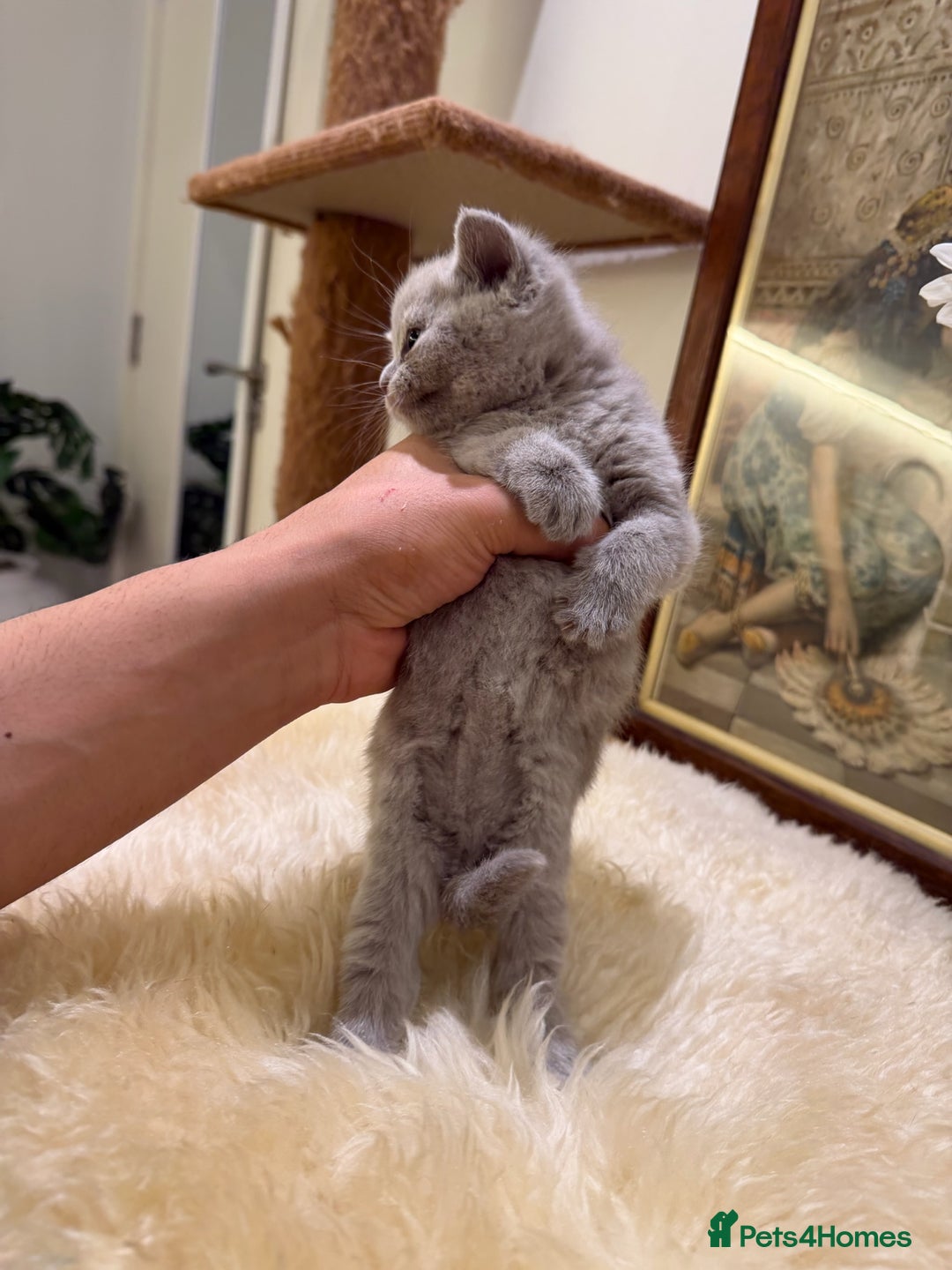 British Shorthair cats for sale: TICA registered purebreed BritishShorthair Kittens - Advert 6