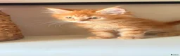 Maine Coon cats for sale: Pedigree Maine coon - Advert 18