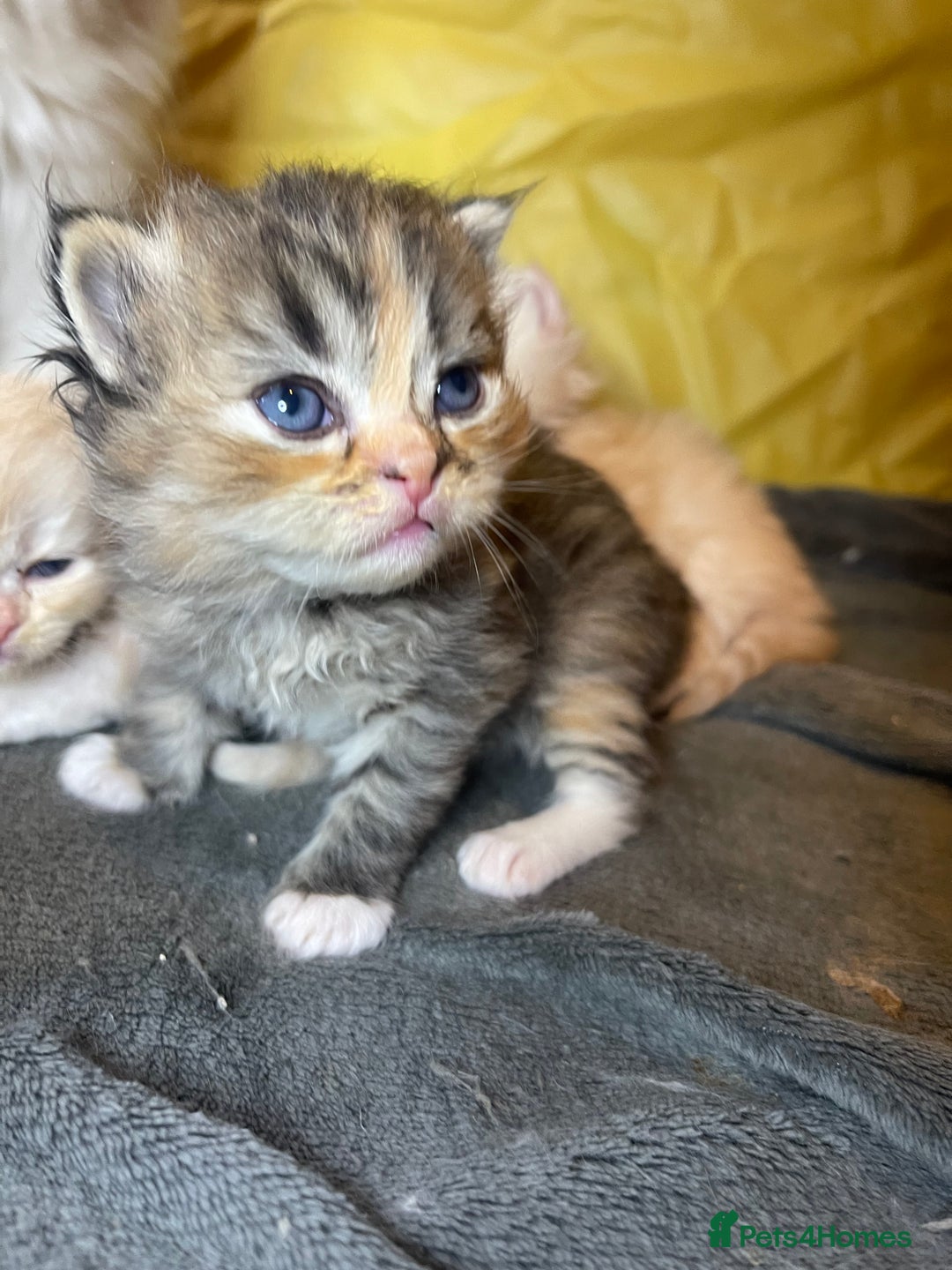 Mixed Breed cats for sale: Health Tested Perdolls - Image 7