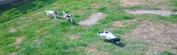 English Springer Spaniel dogs for sale: English springer spaniel pups  - Advert 12