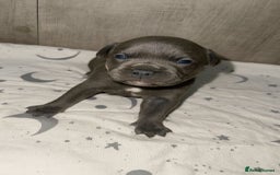 Staffordshire Bull Terrier dogs for sale: 6 beautiful blue Staffordshire bull terriers - Image 3