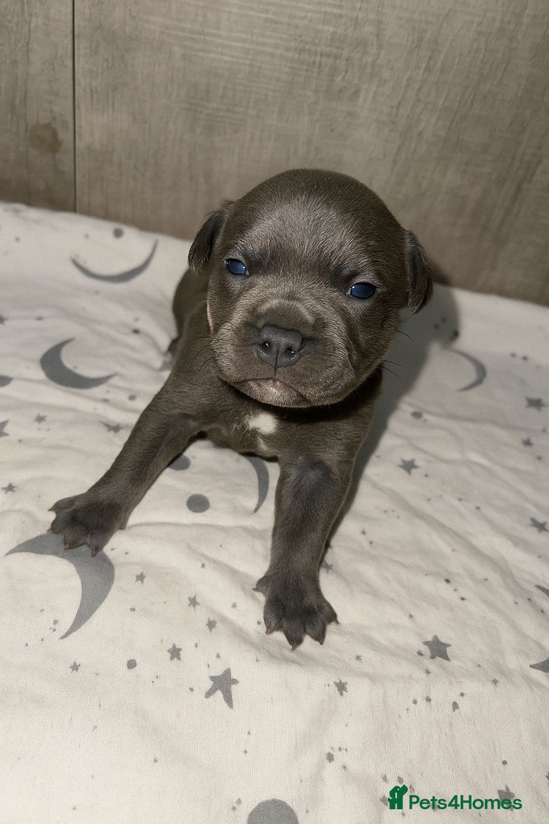 Staffordshire Bull Terrier dogs for sale: 6 beautiful blue Staffordshire bull terriers - Image 3