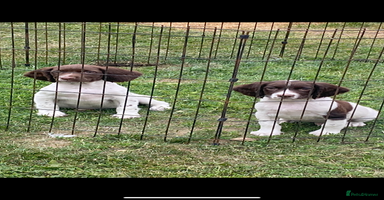 English Springer Spaniel dogs - Advert 3