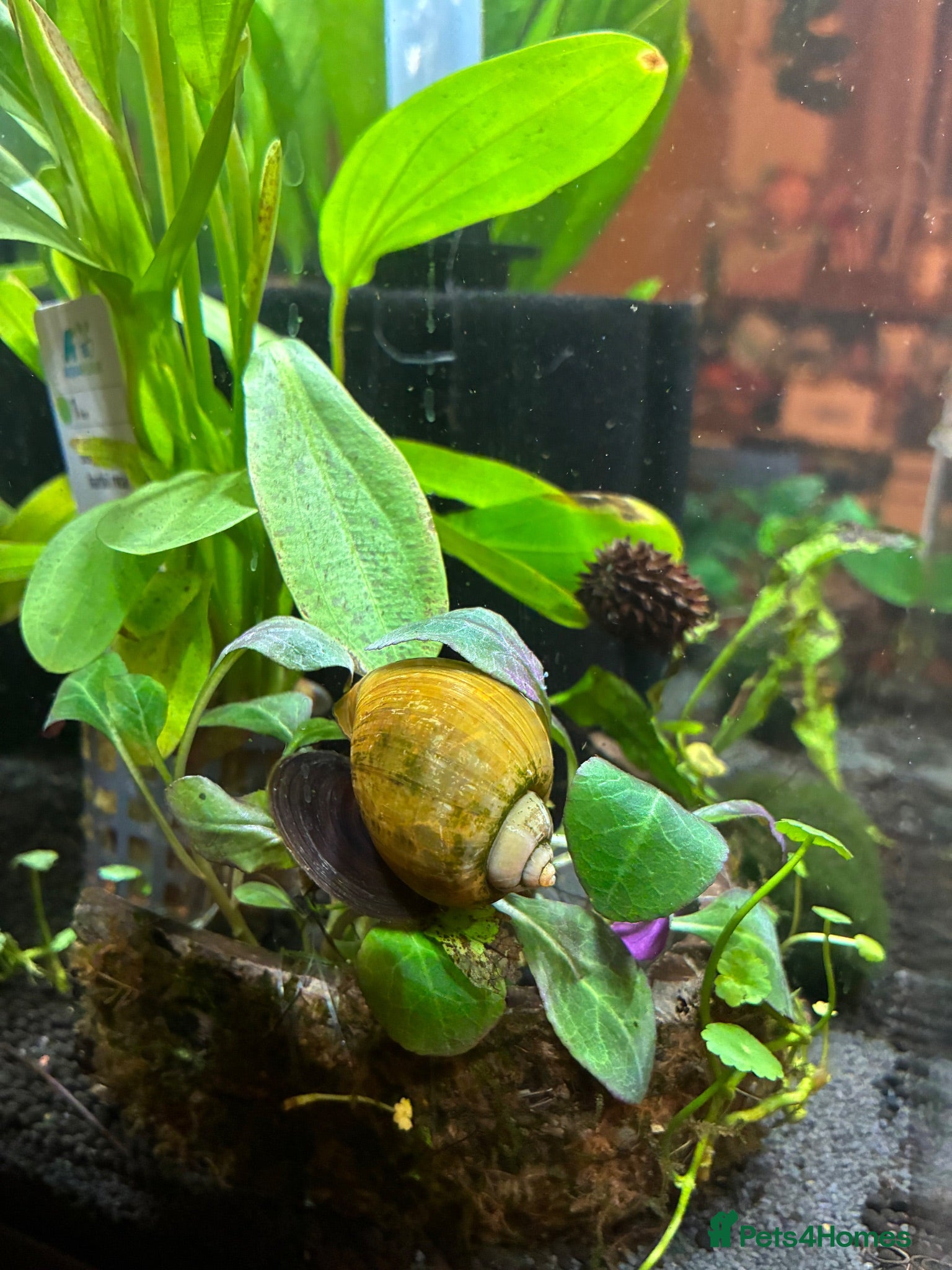Snails fish Apple Snail - Advert 1