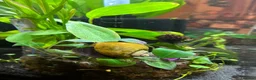 Snails fish for sale: Apple Snail in Chelmsford - Advert 1