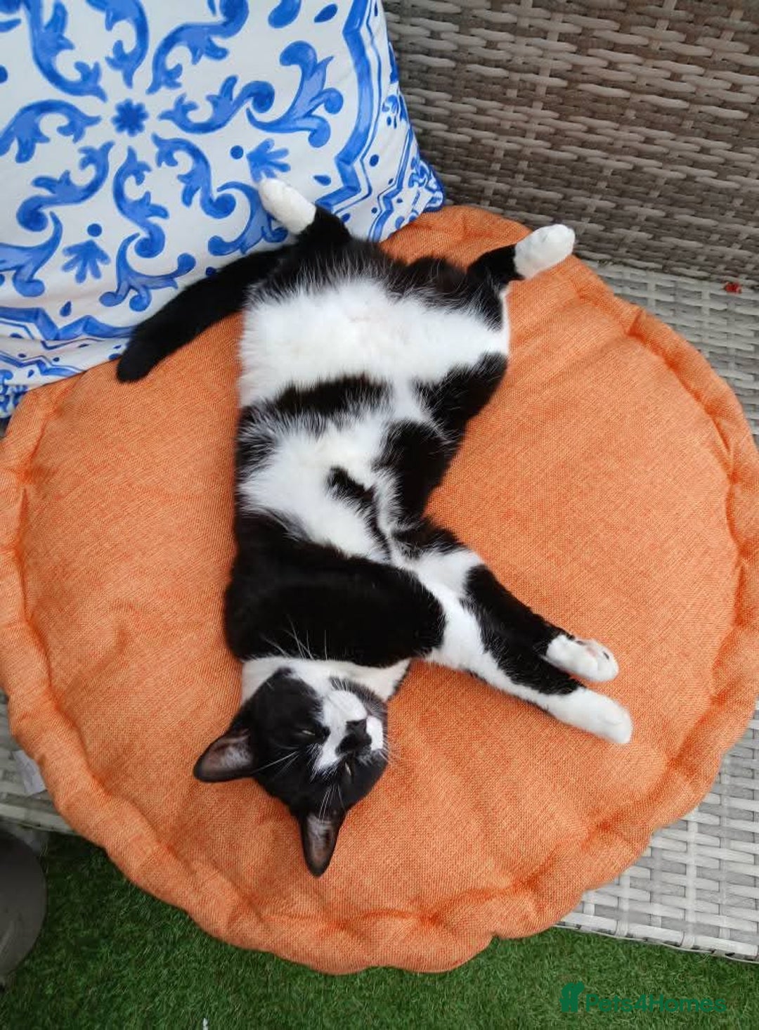 Mixed Breed cats for sale: Two indoor females seeking loving home together  - Image 21