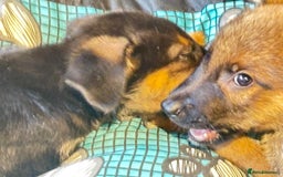 Mixed Breed dogs for sale: Malinois rotti cross puppy’s for sale - Image 16