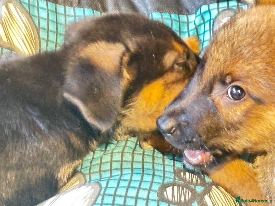 Mixed Breed dogs for sale: Malinois rotti cross puppy’s for sale - Image 16
