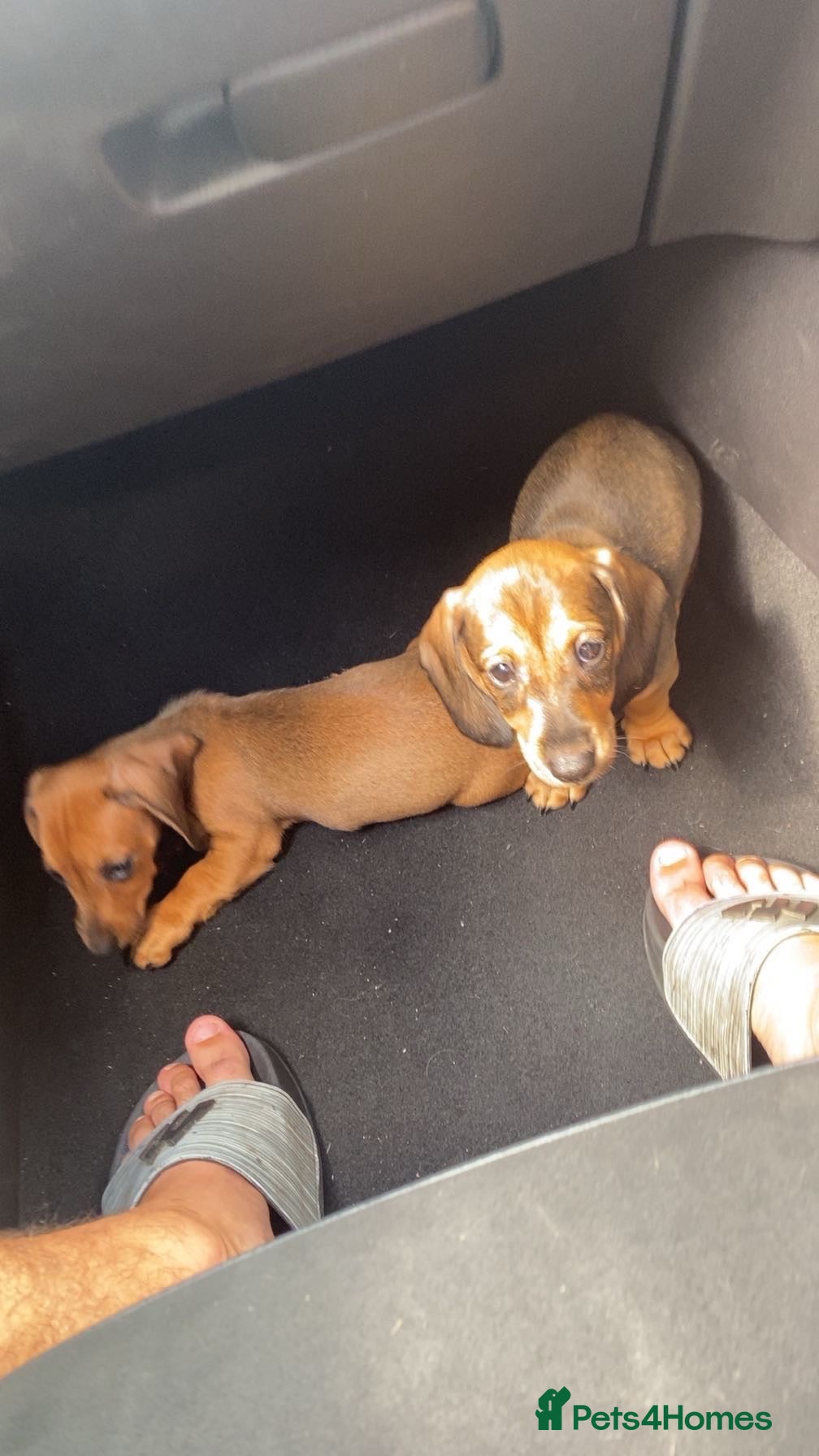 Dachshund dogs Dachshund  - Advert 1