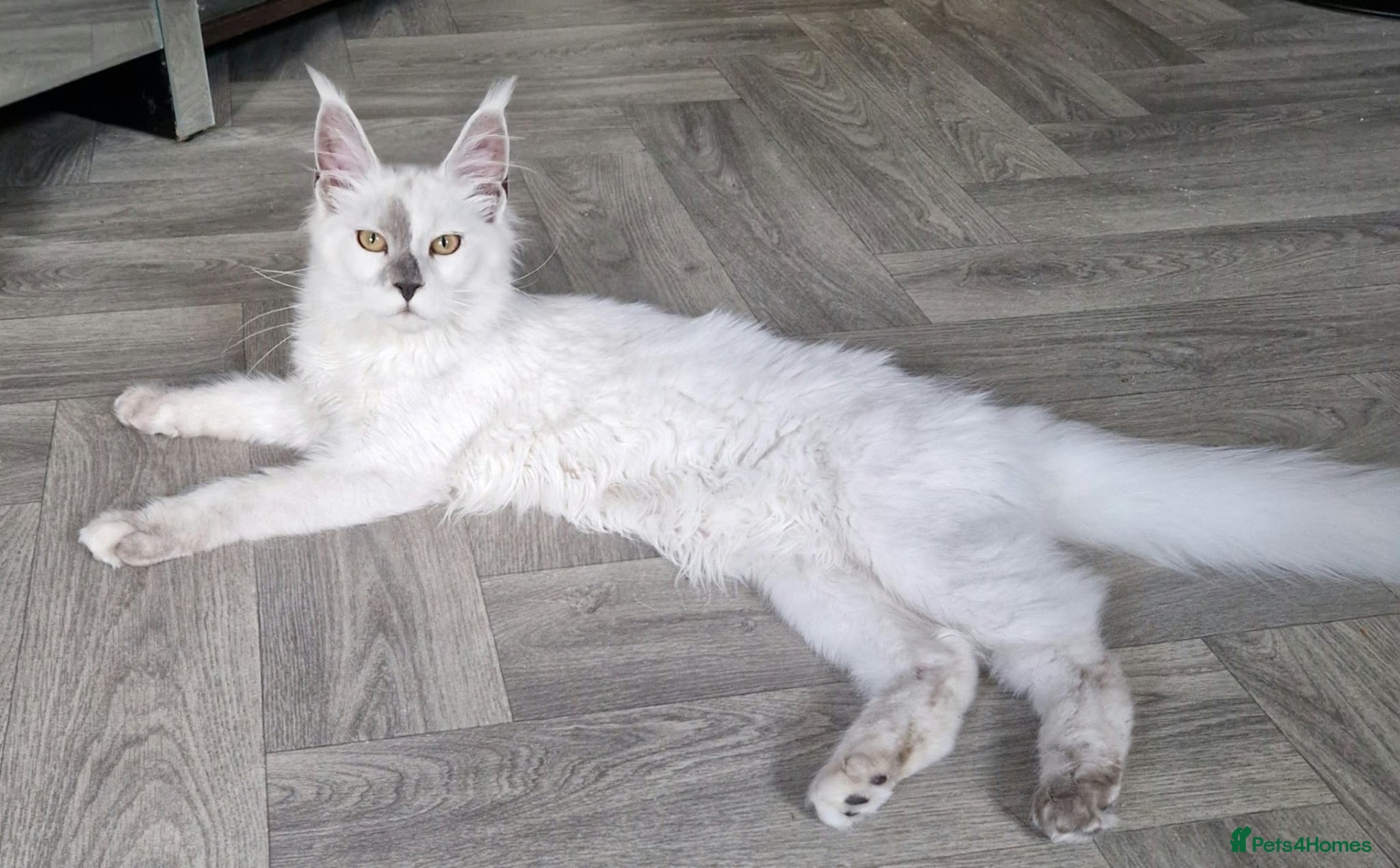 Maine Coon cats for sale: Stunning Maine Coon kittens  - Advert 6