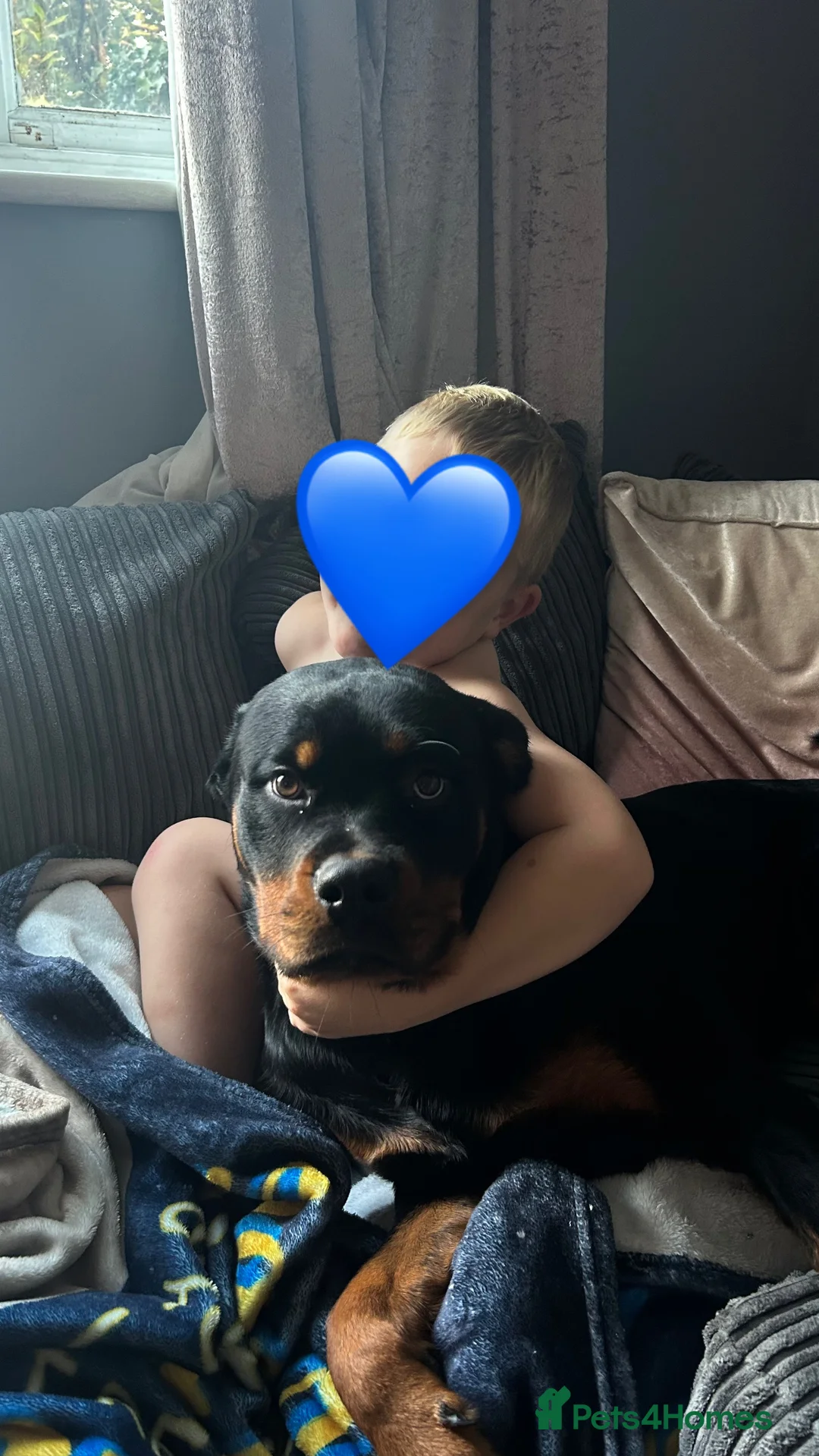 Rottweiler dogs for sale: 10 month old female Rottie - Advert 4