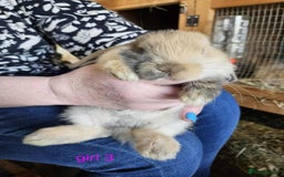 Mini Lop rabbits for sale: 8 mini lops forsale £50 each  - Image 13