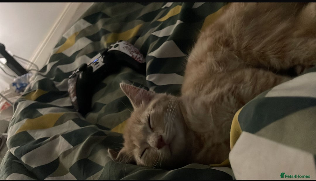 British Shorthair cats for sale: 2 kittens for sale  - Advert 3