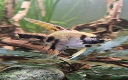 Angelfish fish for sale: Koi Angelfish - Image 24