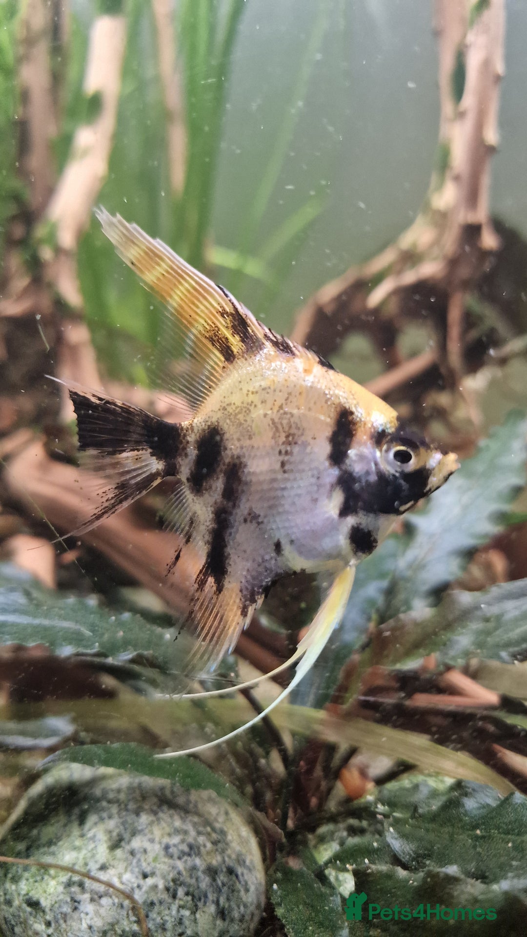 Angelfish fish for sale: Koi Angelfish - Image 24