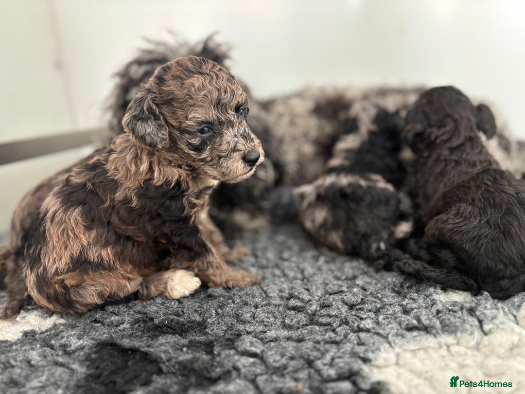 Miniature Poodle dogs for sale: Beautiful health tested miniature poodles  - Advert 15