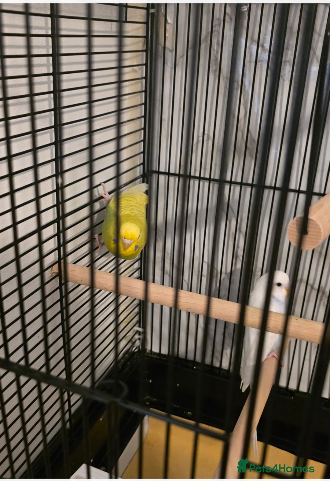 Budgerigars birds for sale: Budgies for sale with cage and all accessories  - Image 3