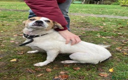 Jack Russell dogs for adoption: Jackie: The Little Dog Left to Freeze - Image 10