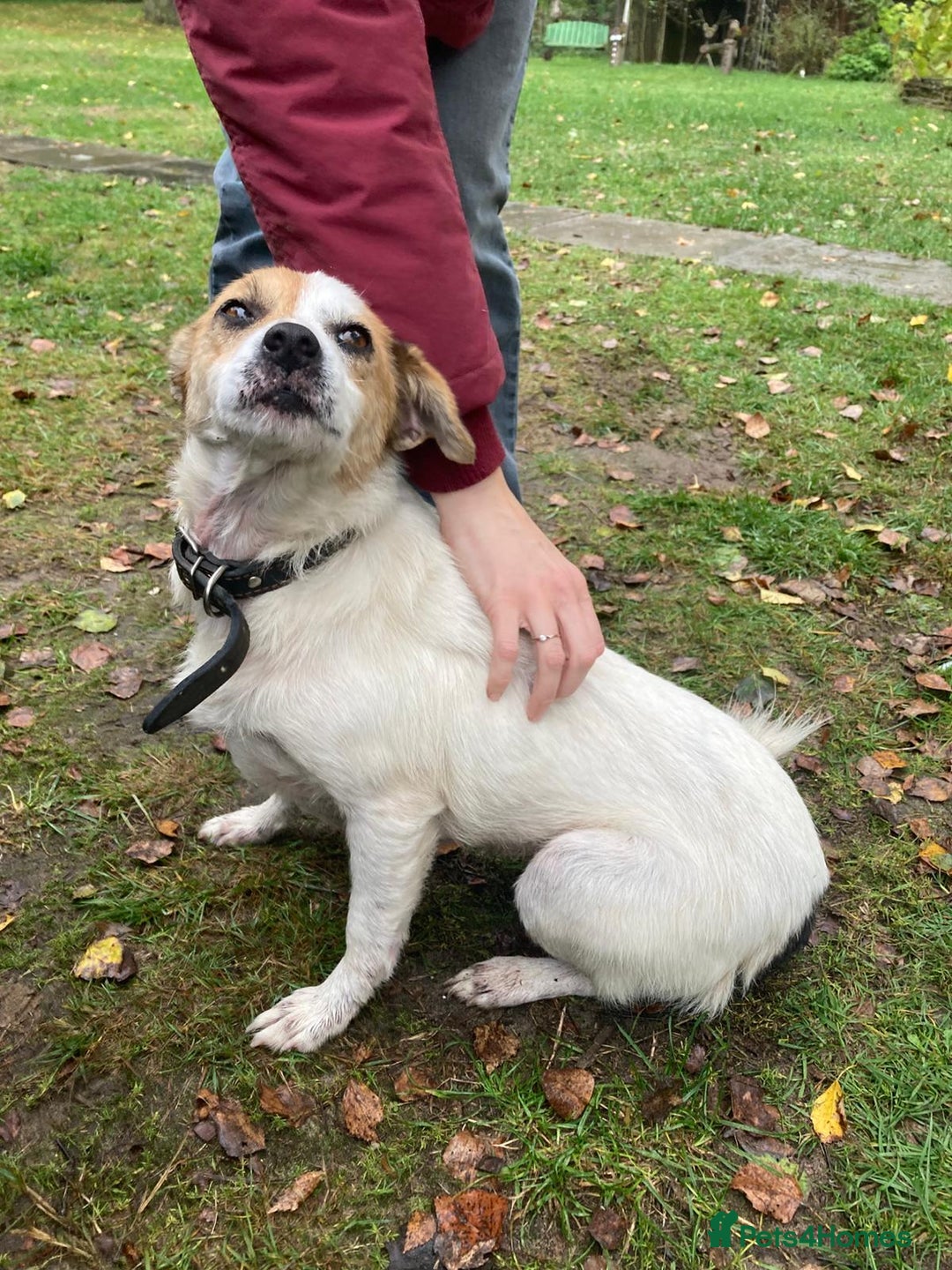 Jack Russell dogs for adoption: Jackie: The Little Dog Left to Freeze - Image 10
