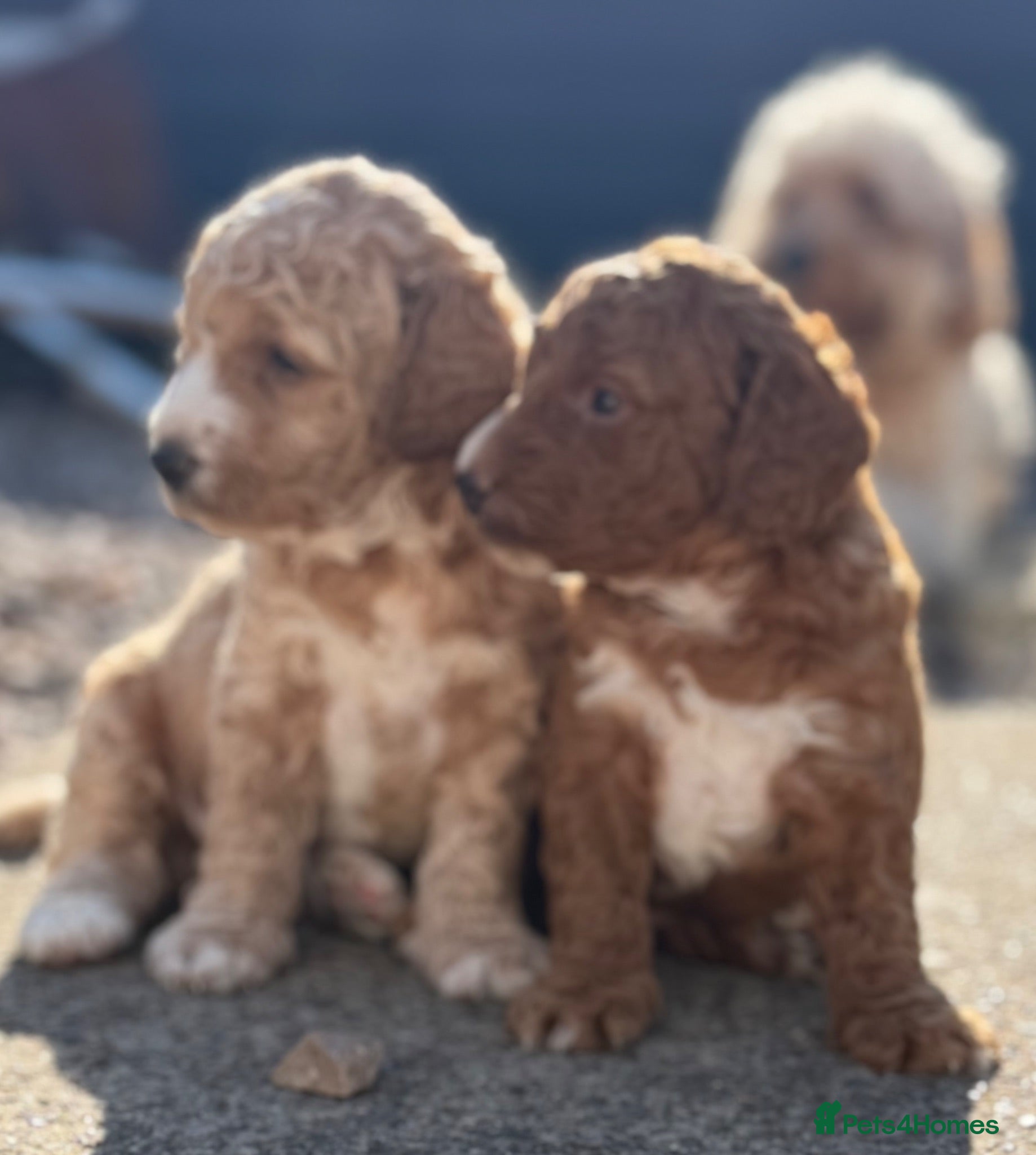 Goldendoodle dogs Beautiful Golden Doodle puppies 3 boys 3 girls  - Advert 15