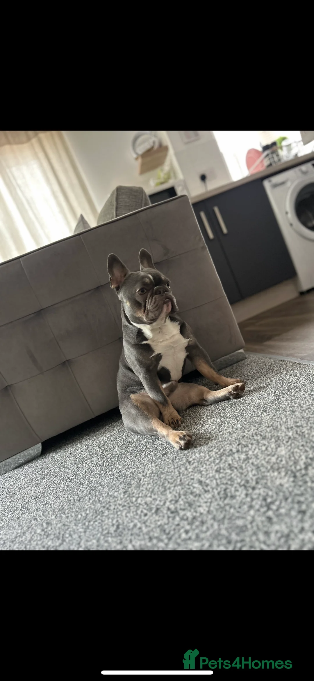French Bulldog dogs for adoption: Male French bulldog - Advert 2
